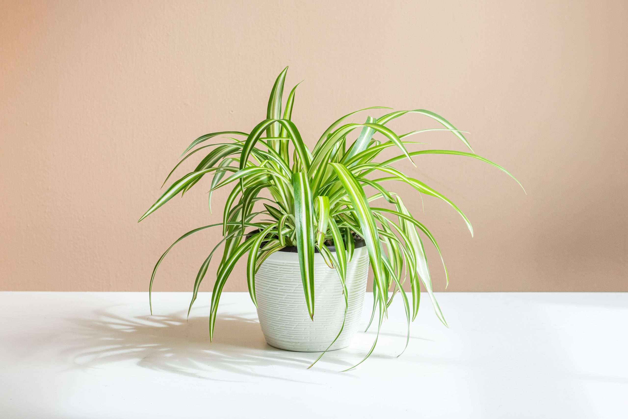 BHG-spider-plant-c0e0fdd5ec6e4c1588998ce3167f6579