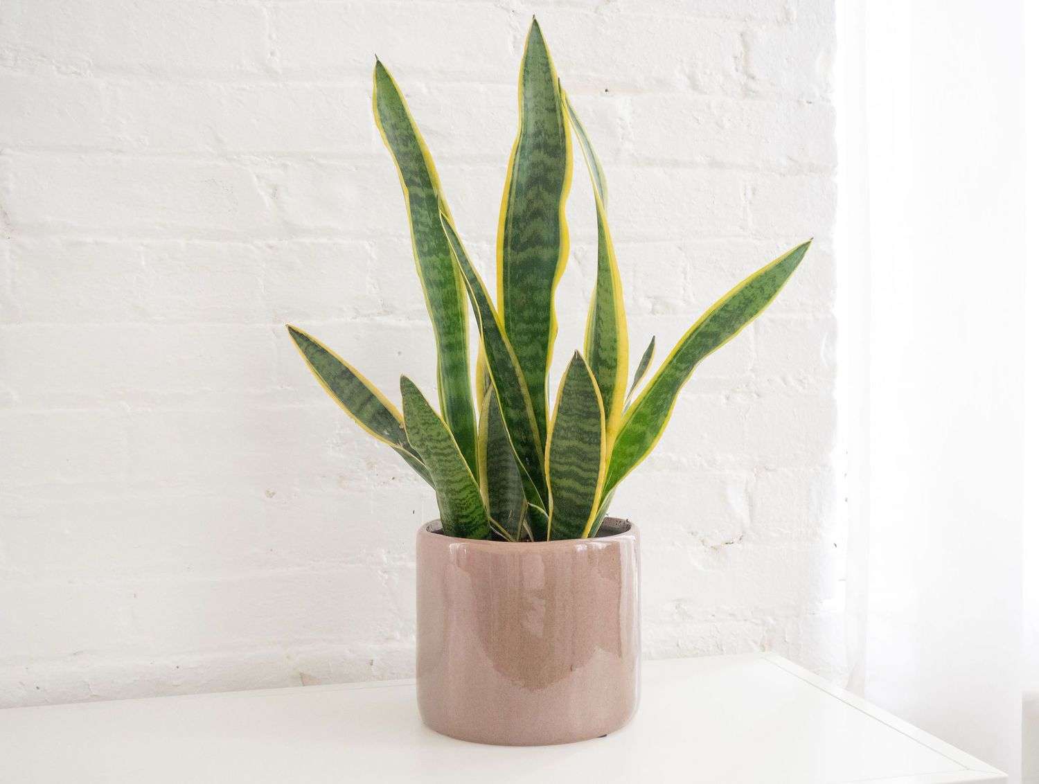 snake-plant-care-overview-1902772-04-d3990a1d0e1d4202a824e929abb12fc1-349b52d646f04f31962707a703b94298