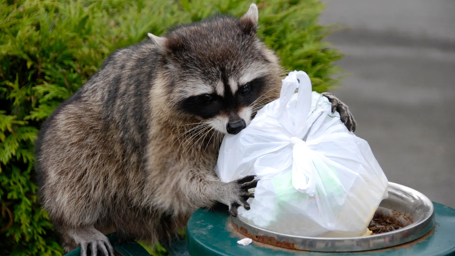 How-to-Keep-Raccoons-out-of-my-trash