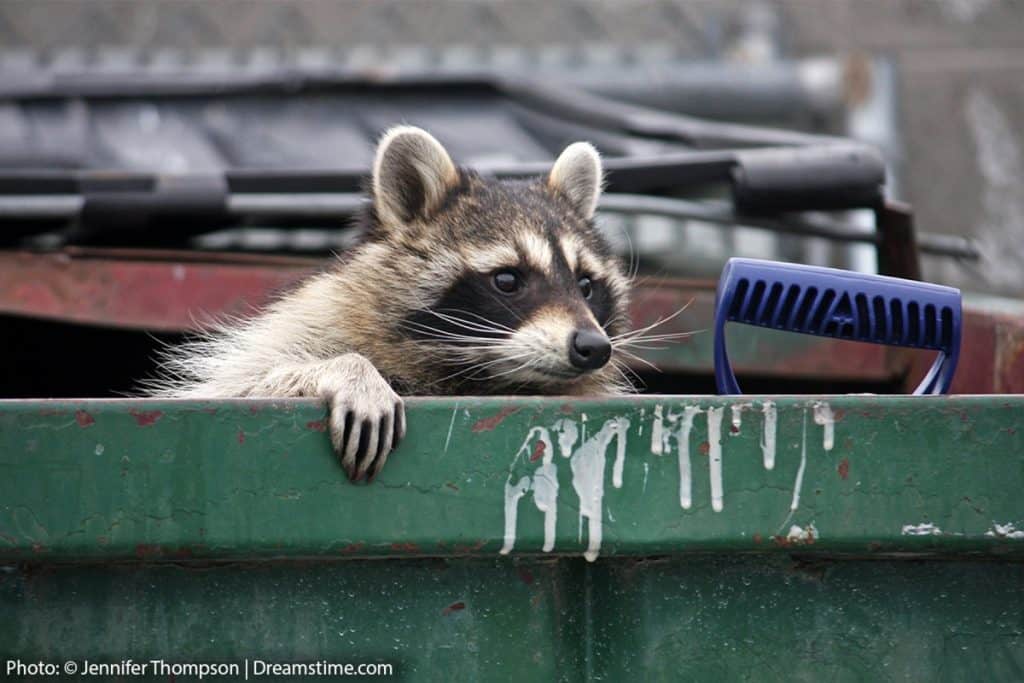 Raccoon-Climbing-Out-of-Trash-1024x683