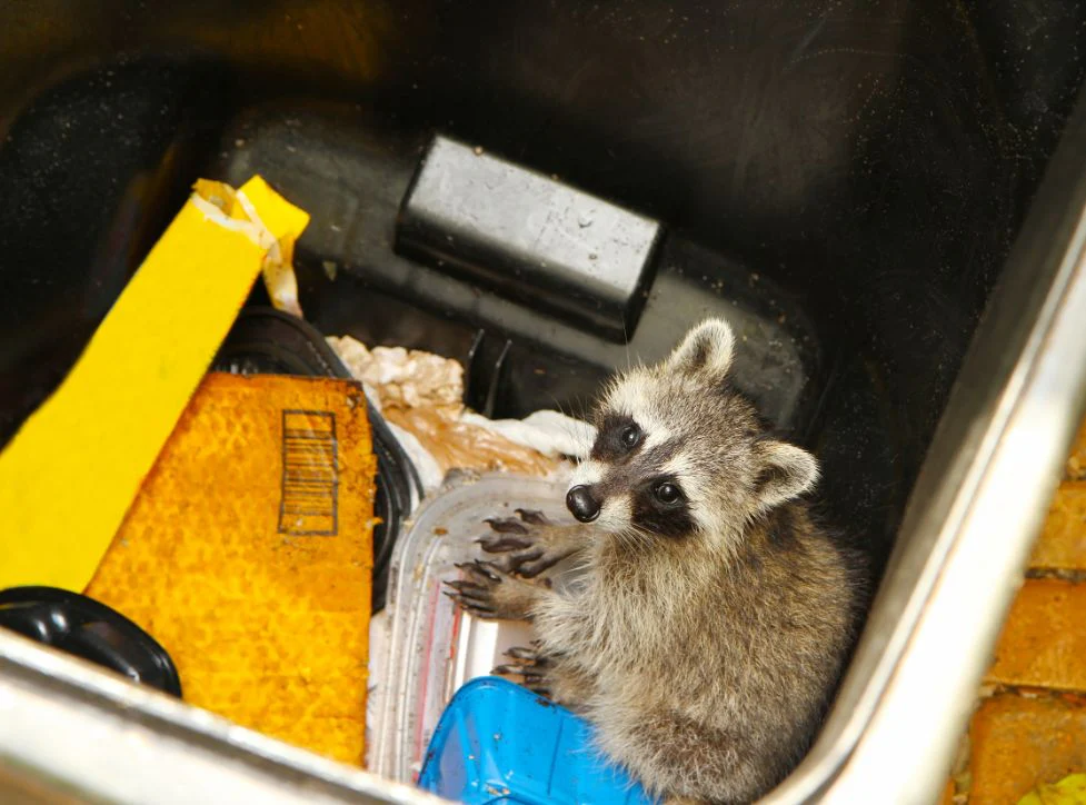 raccoon-trashcans_1024x1024