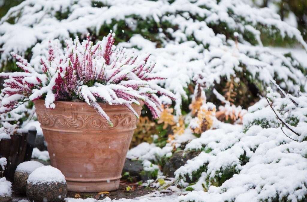 winter-garden-small-1024×675